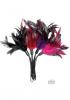 Pleasure Feathers 12 Asst Colors