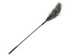 Peacock Feather